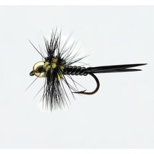 Jenzi Nymphe Goldk. Montana 12 Jenzi Nymphe Goldk. Montana 12